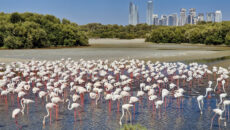 Заповедник фламинго «Рас-аль-Хор» в Дубае