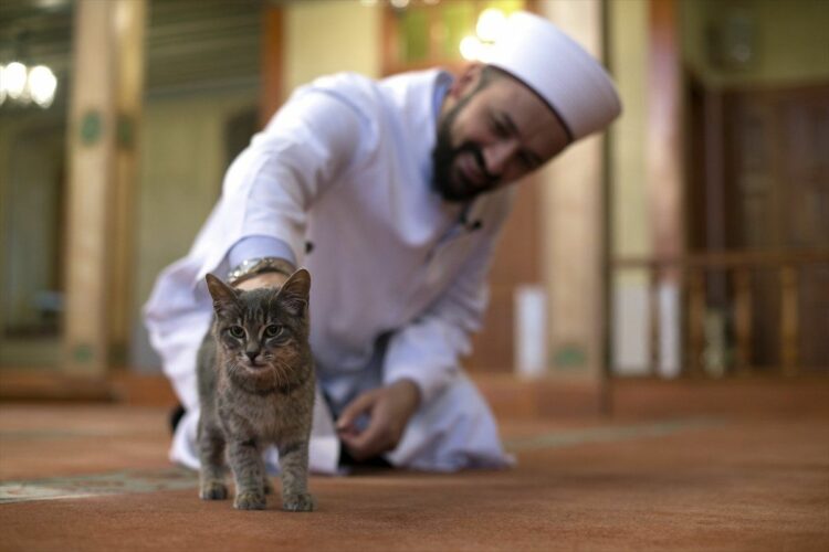 Дубайский кот