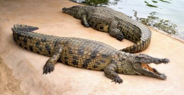 Зубастое развлечение: в Дубае открылся первый в ОАЭ интерактивный парк крокодилов