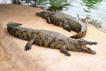Вы сейчас просматриваете Зубастое развлечение: в Дубае открылся первый в ОАЭ интерактивный парк крокодилов
