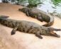 Крокодилы в Dubai Crocodile Park