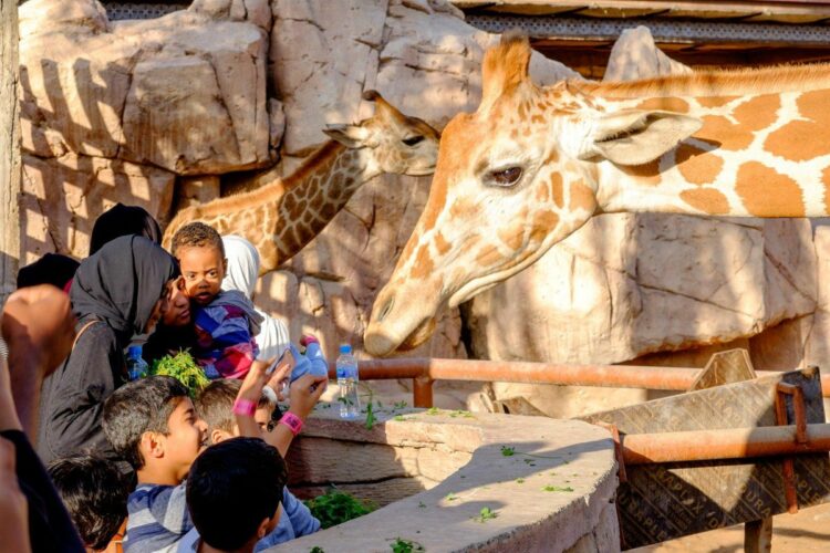 Жирафы в зоопарке Абу-Даби