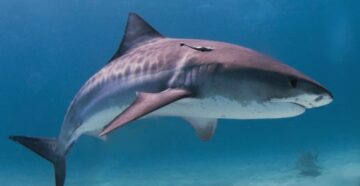 Космический план: в Египте за акулами будут следить со спутников, чтобы избежать нападений