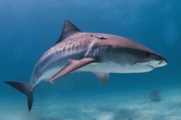 Вы сейчас просматриваете Космический план: в Египте за акулами будут следить со спутников, чтобы избежать нападений