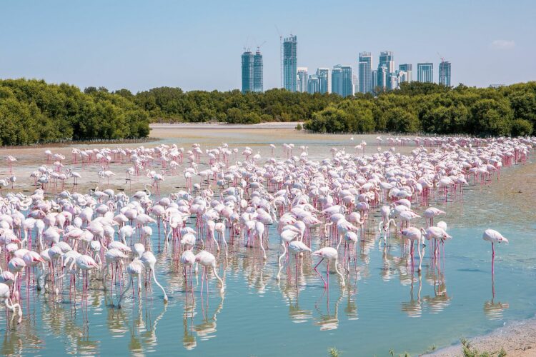 Заповедник фламинго Рас-аль-хор в Дубае