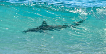 Переполох из-за акул: опасные морские хищники появились у берегов Франции и Испании