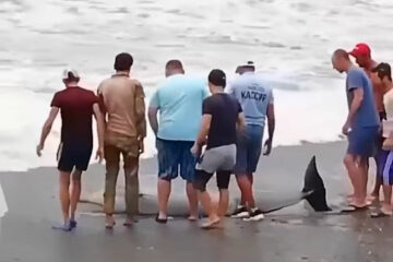 Вы сейчас просматриваете Своевременная помощь: в Сочи спасли дельфинов, выброшенных на берег сильнейшим штормом