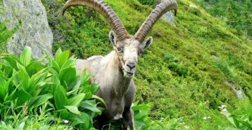 Берегитесь козлов: в Испании на нескольких мирно гулявших туристов напал горный козёл