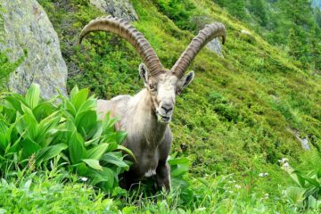 Вы сейчас просматриваете Берегитесь козлов: в Испании на нескольких мирно гулявших туристов напал горный козёл