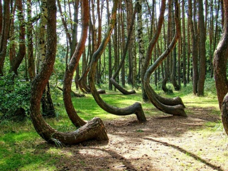 Деревья в танцующем лесу в Калининградской области