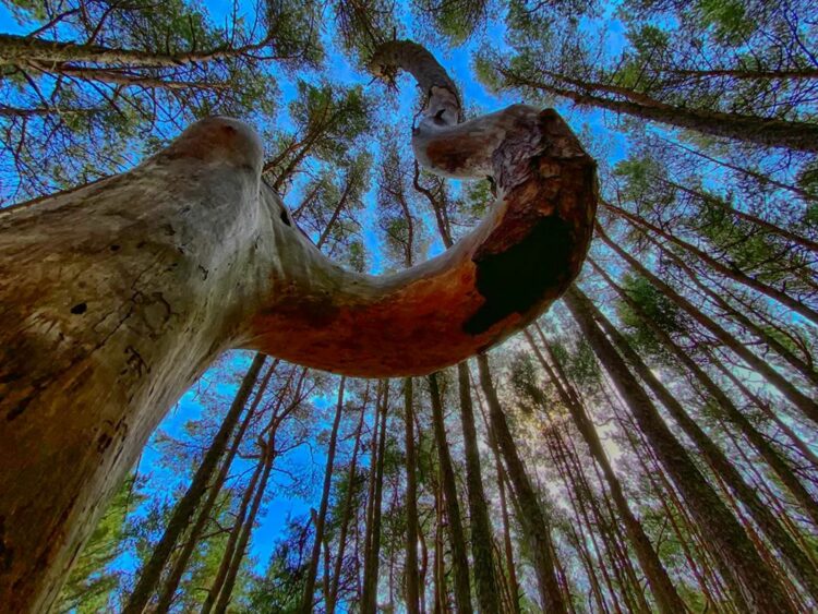 Изогнутый лес на Куршской косе