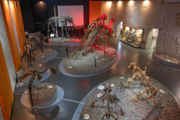 Вы сейчас просматриваете Музей пермских древностей — динозавры и мамонты в Перми