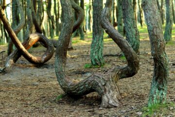 Вы сейчас просматриваете Танцующий лес на Куршской косе в Калининградской области