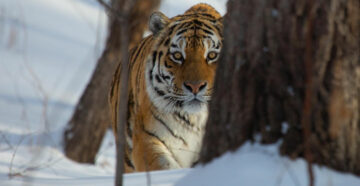 По следам амурского тигра: в Сихотэ-Алинском заповеднике готовят интересный зимний сезон