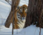 Амурский тигр в Сихотэ-Алинском заповеднике зимой