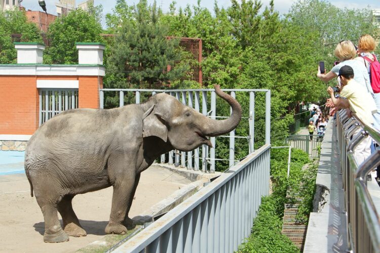 Животные в зоопарке Екатеринбурга