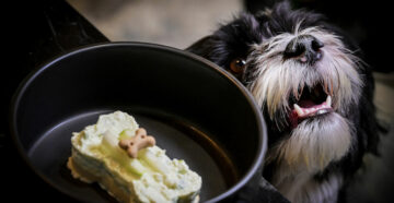 Для любимых питомцев: в Риме открылся настоящий ресторан для собак с оригинальными блюдами