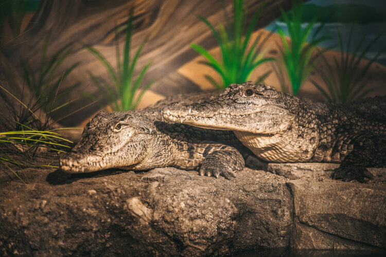 Крокодилы в океанариуме Екатеринбурга 