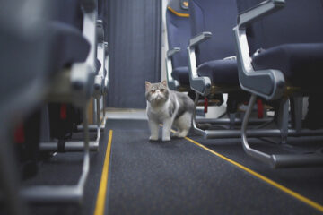 Вы сейчас просматриваете Бегающая по самолёту кошка, тайно пронесённая на борт, стала причиной остановки взлёта