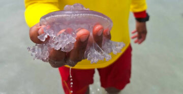 Склизкий десант: массовое нашествие медуз на пляжи Пхукета подпортило отдых гостям острова