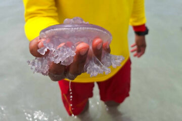 Вы сейчас просматриваете Склизкий десант: массовое нашествие медуз на пляжи Пхукета подпортило отдых гостям острова