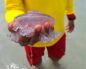 Нашествие медуз на остров Пхукет