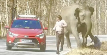 Раздражают папарацци? В Индии дикая слониха напала на туристов, устроивших ей фотосессию