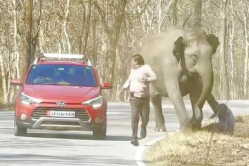 Вы сейчас просматриваете Раздражают папарацци? В Индии дикая слониха напала на туристов, устроивших ей фотосессию