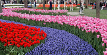 Куда ни глянь — цветы: ежегодный весенний фестиваль тюльпанов в Стамбуле достиг самого пика