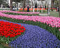 Фестиваль тюльпанов в парке Стамбула