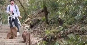Опасные приматы: в Китае стая диких обезьян напала на туристов, поднимавшихся на гору Угун