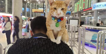 Пушистый бродяга: в Бангкоке рыжий кот на время стал достопримечательностью аэропорта