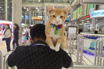 Вы сейчас просматриваете Пушистый бродяга: в Бангкоке рыжий кот на время стал достопримечательностью аэропорта