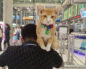 Знаменитый рыжий кот в аэропорту Бангкока