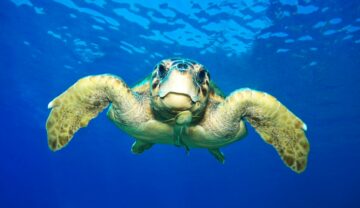 Вы сейчас просматриваете Морская черепаха напала на российских туристов в Анталье