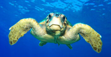 Не такая уж безобидная: в Турции морская черепаха покусала купавшихся российских туристов
