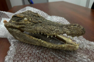 Вы сейчас просматриваете Зубастый сувенир: голова крокодила найдена в багаже россиянина, прилетевшего из Вьетнама