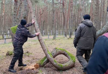 Вы сейчас просматриваете На Куршской косе спилили знаменитую изогнутую сосну