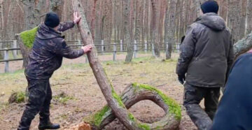 Остался только пенёк: на Куршской косе спилена знаменитая изогнутая сосна Танцующего леса