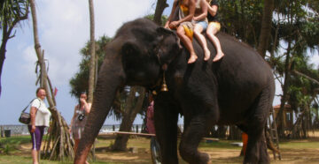 Защита животных: популярное у туристов катание на слонах оказалось под запретом в Индонезии