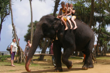 Вы сейчас просматриваете Защита животных: популярное у туристов катание на слонах оказалось под запретом в Индонезии