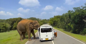 Продемонстрировал силу: на Шри-Ланке слон напал на микроавтобус с российскими туристами