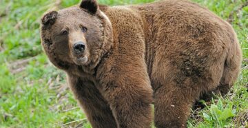 Необычный гость: дикий медведь устроил переполох в отеле Красной Поляны