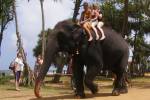 Защита животных: популярное у туристов катание на слонах оказалось под запретом в Индонезии