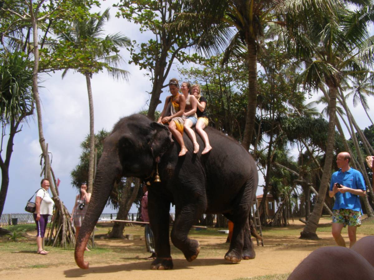 Защита животных: популярное у туристов катание на слонах оказалось под запретом в Индонезии