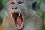 Недружелюбные приматы: в Китае стая диких обезьян напала на туристов, поднимавшихся на гору Угун