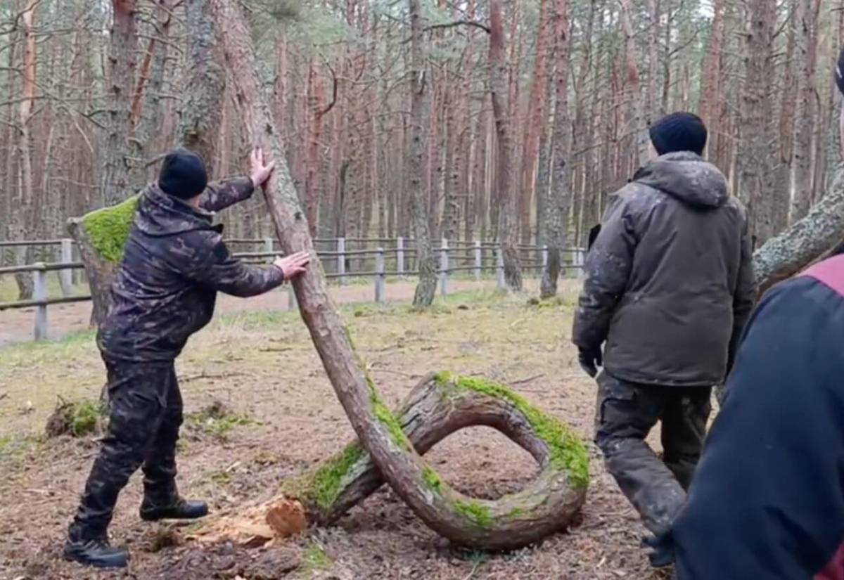 На Куршской косе спилили знаменитую изогнутую сосну